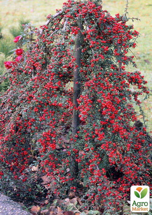 Кизильник гибридный "Coral Beauty", С2