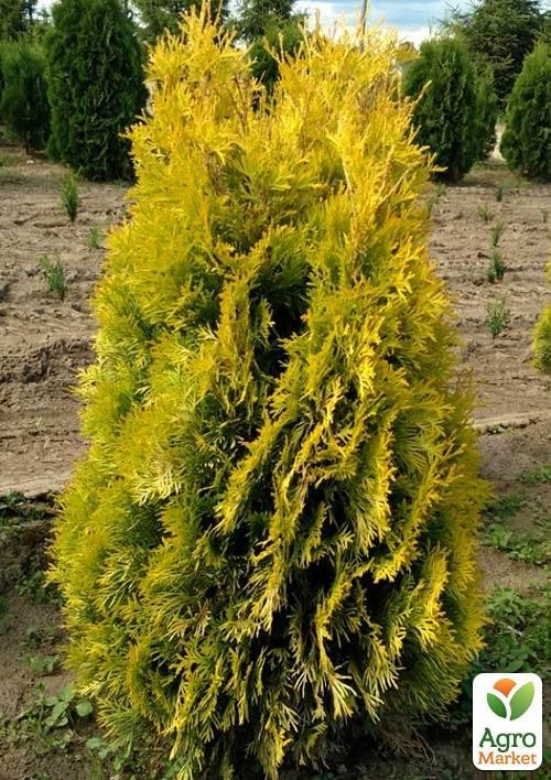 Туя западная "Jantar" (контейнер Р9, высота 8-10см)