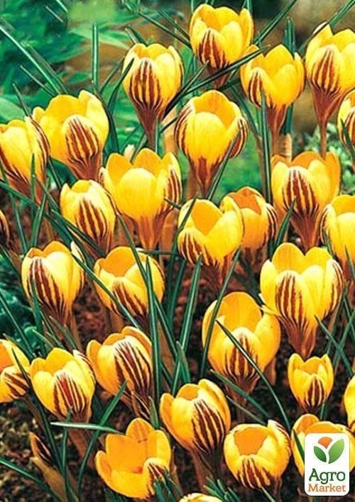 Крокус ботанічний "Gipsy Girl"