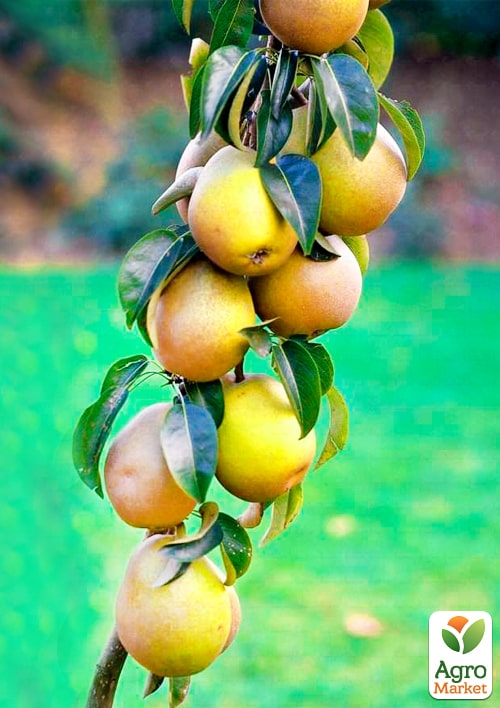 Груша колоновидная "Лада"