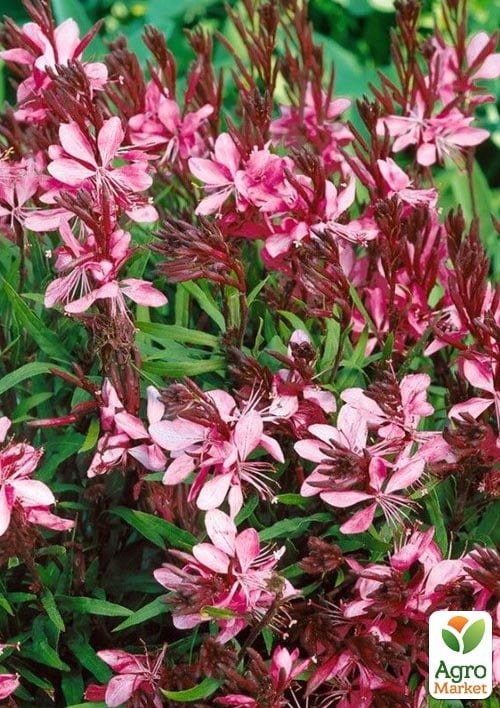Гаура lindheimeri "Cherry Brandy" (вазон С2, эффектный многолетник)