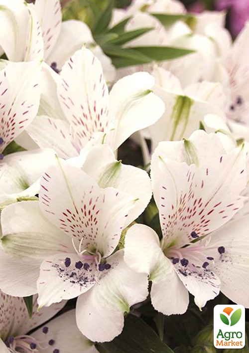 Альстромерия inticancha Patio "Magic White" (выращено in-vitro) С1,5 - фото 6