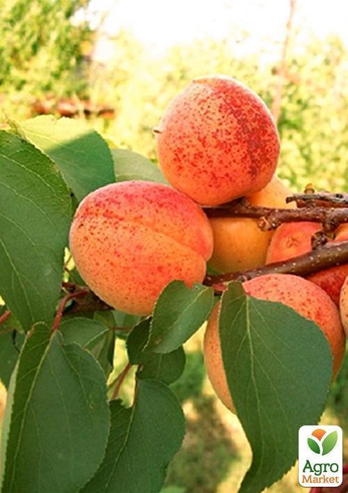 Абрикос "Джумбо Тардив" (летний сорт, средний срок созревания) - фото 6