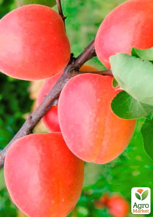 Абрикос "Леди Кот" (поздний срок созрвания)