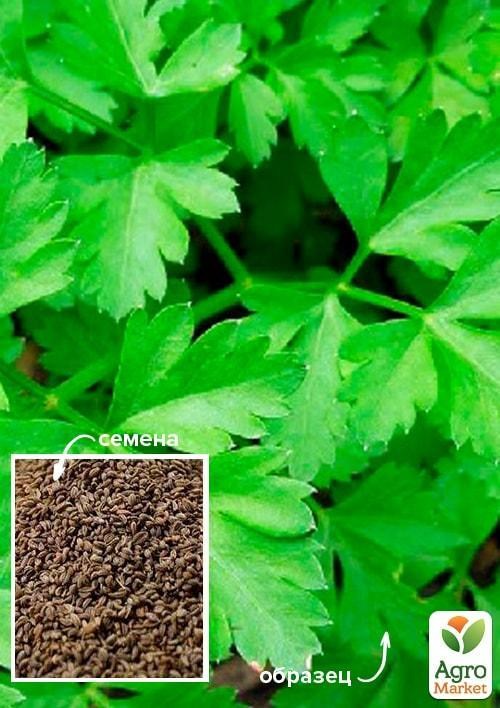 Петрушка "Ніжний аромат" ТМ "Весна" 100гр