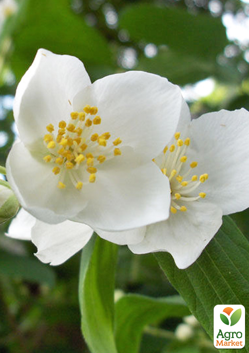 Жасмин гібридний садовий (чубушник) "Lemoinei" С3 - фото 3