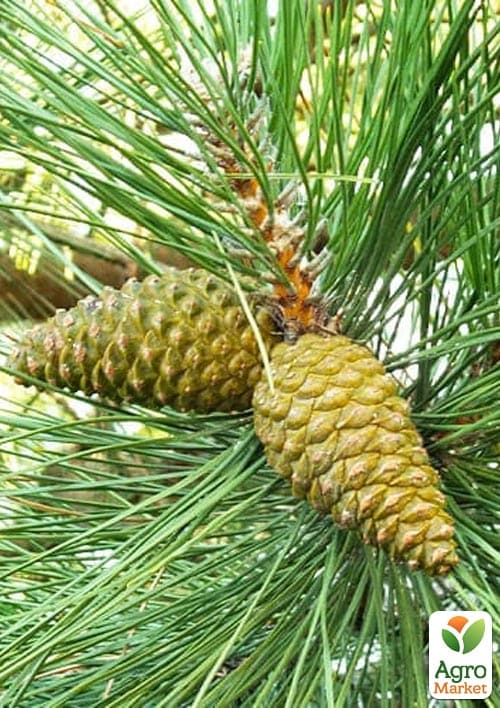 Сосна "Крымская" (ком/сетка), высота 150см - фото 3