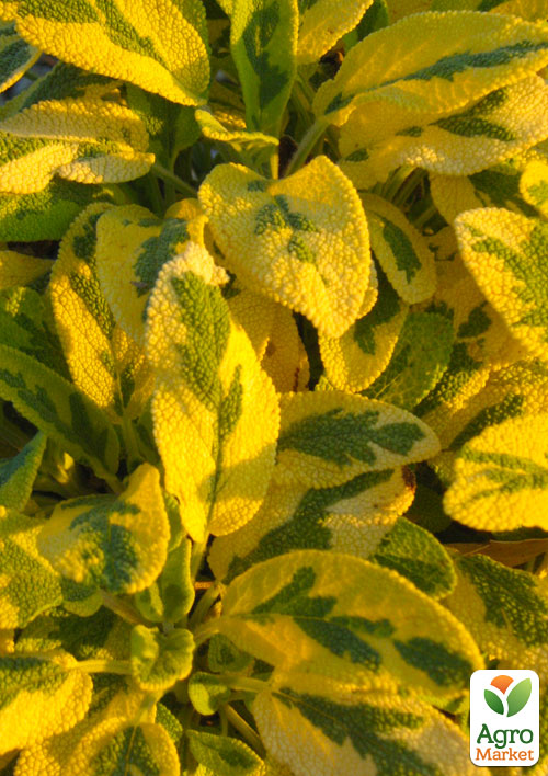 Шавлія ряболистий "Aurea" - фото 6