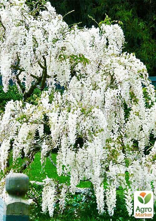 Глициния белая “Белые ночи” (White Nights) 