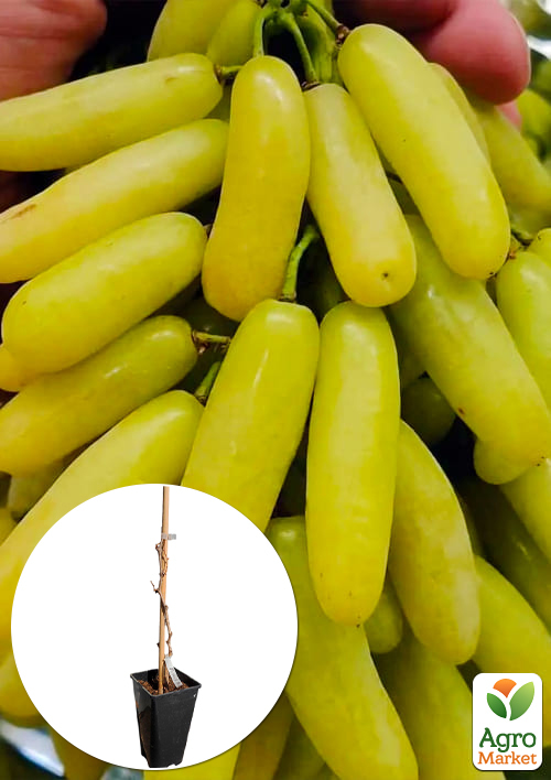 Виноград кишмиш "Супер Сонака" (укорененный саженец в контейнере)