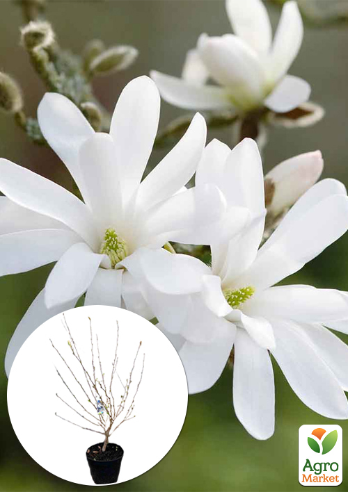 LMTD Магнолія "Stellata" 5-річна (висота 110-120см)