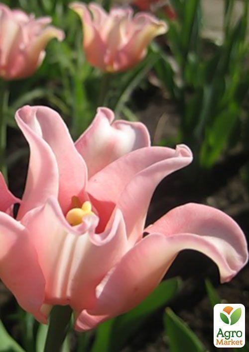 Тюльпан "Witty Picture" 3шт в упаковке