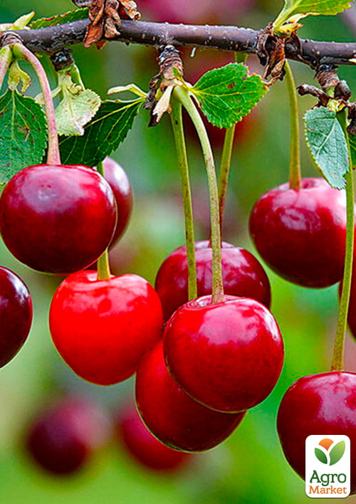 Вишня "Кришана" (летний сорт, ранний срок созревания)