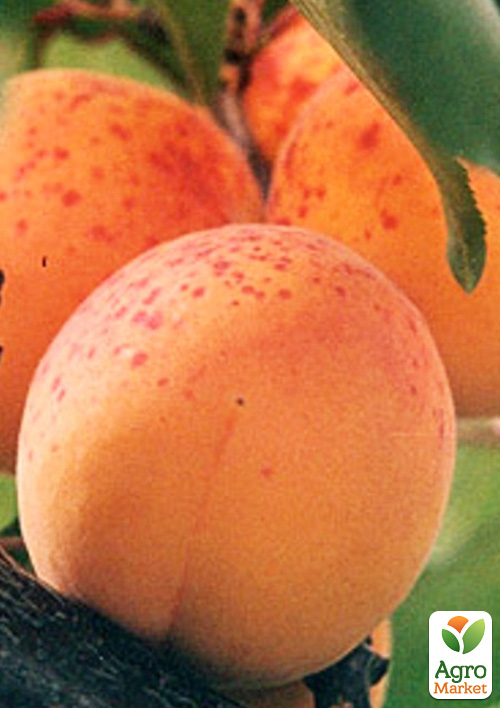 Абрикос "Червневий ранній" (літній сорт, ранній термін дозрівання)