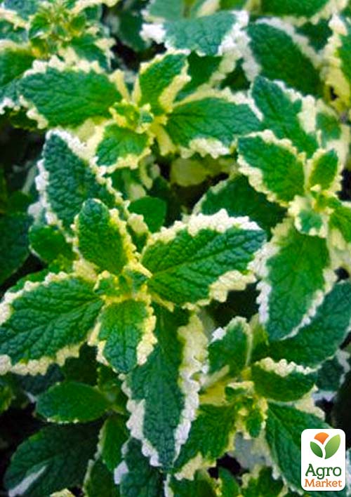 Мята Душистая "Variegata" (контейнер Р9) - фото 6