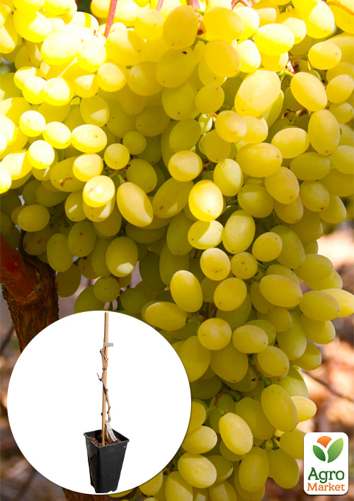 Виноград кишмиш "Гелиодор" (укорененный саженец в контейнере)