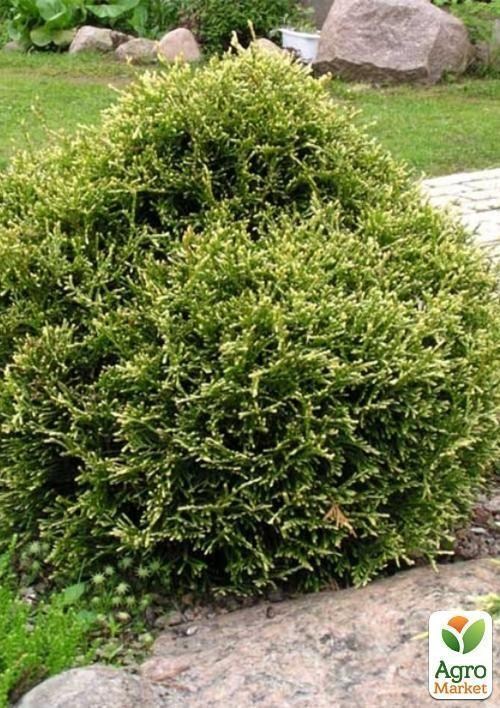 Туя західна Thuja occ. `Stolwijk` контейнер 1л