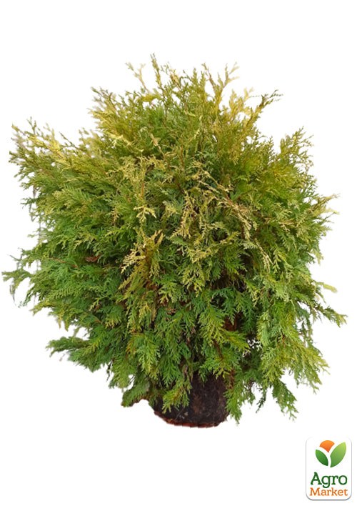 Туя західна "Golden Globe" (ком/сітка) діаметр 60-80 см - фото 2