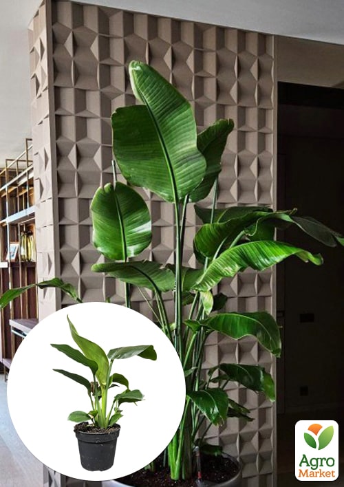 Стрелиция Гигантская "Nicolai" (высота 40-50см)