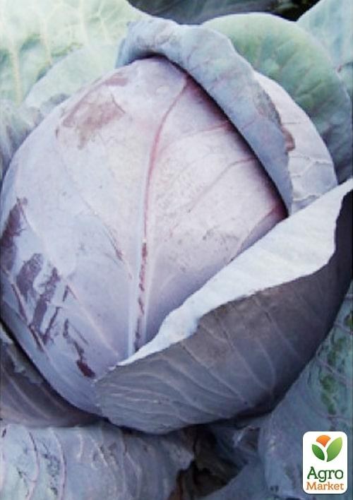 Капуста краснокочанная "Техас F1" ТМ "Lark Seeds" 2500шт