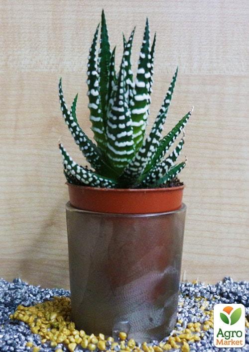 Сукулент "Алое остисте" (Aloe aristáta) (Нідерланди)