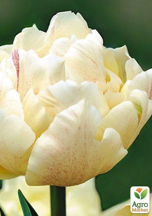 Тюльпан "Montreux" 3шт в упаковке