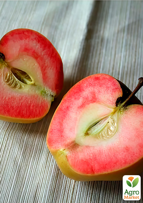 Яблоня "Пинк Перл" укорененная в контейнере (саженец 2 года)