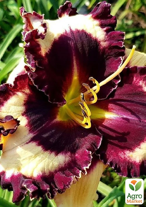 Лилейник "Brave Kemo Sabe" 