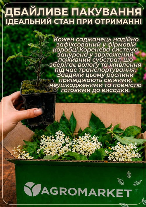 Бузина черная "Wyldewood" контейнер Р9