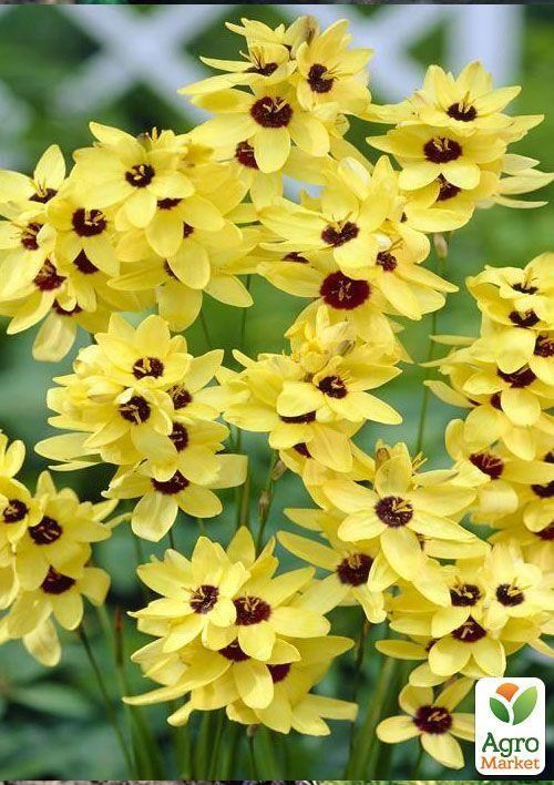 Іксія "Yellow Emperor" 5шт в упаковці