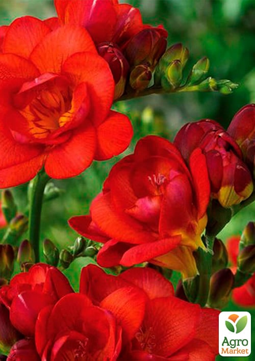 Фрезия махровая "Red" 5шт в упаковке - фото 2