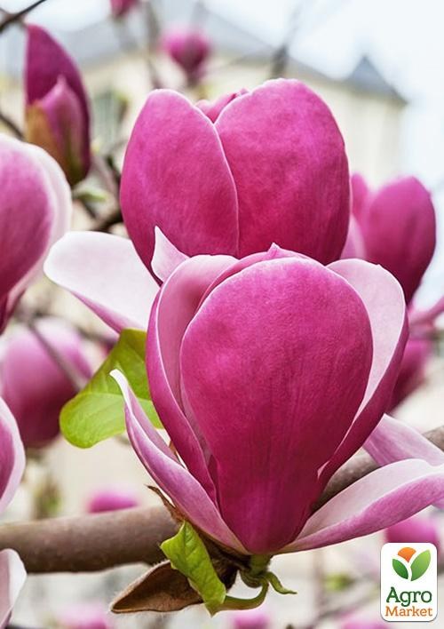 Магнолия 2-х летняя лилиецветная "Rustica Rubra" (высота 20-30см)