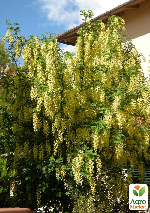 Лабурноцитісус Адама (Laburnocytisus adamii) вазон С5, висота 80-120см