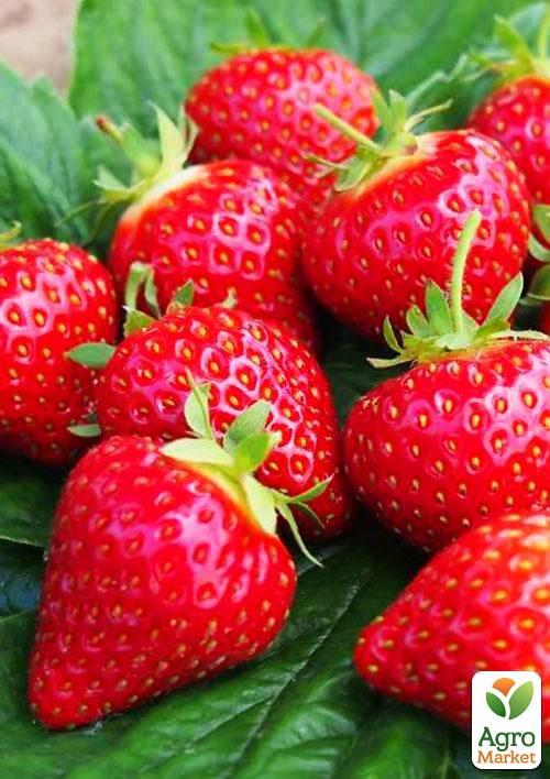 Полуниця "Профьюжен" (Profession) (ремонтантний сорт)