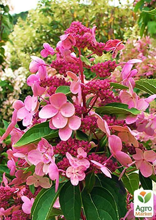 Гортензія волотиста "Дарума" (Dharuma) - фото 2