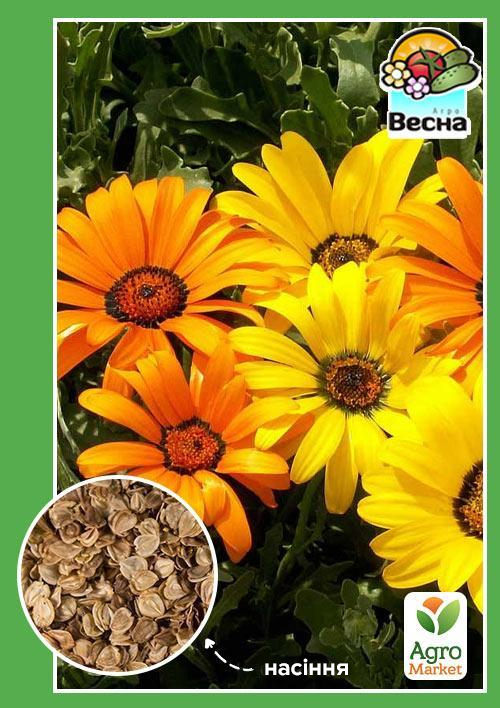 Діморфотека низькоросла "Виїмчаста" ТМ "Весна" 0.3г