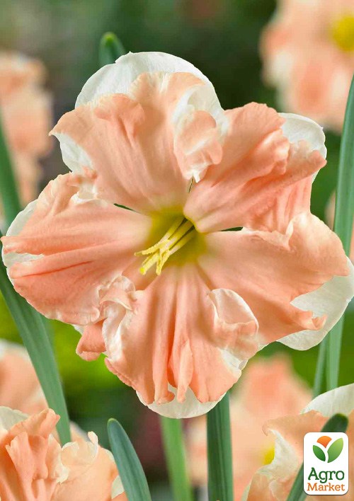 Нарцис "Palmares"