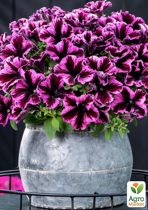 Петуния ампельная Crazytunia "Cosmic Violet" 