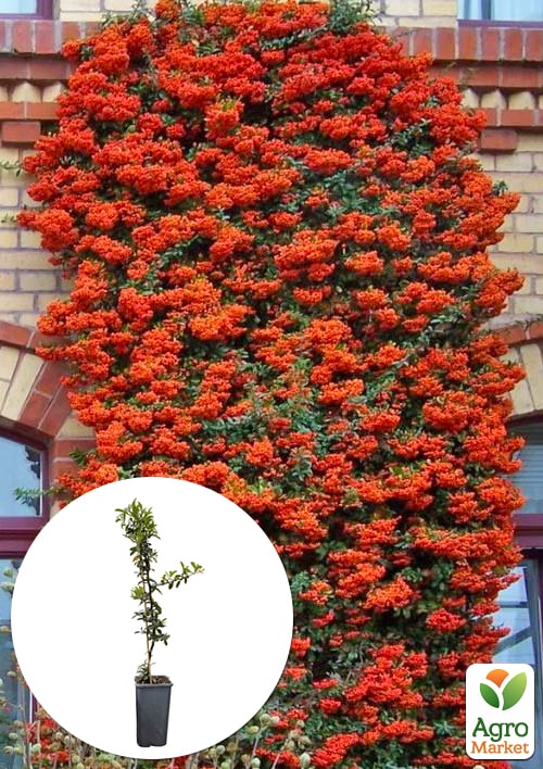Пираканта "Orange Glow" 3-х летняя (высота 60-80см)