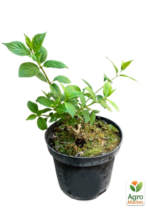 Гортензия метельчатая "Limelight"  - фото 5