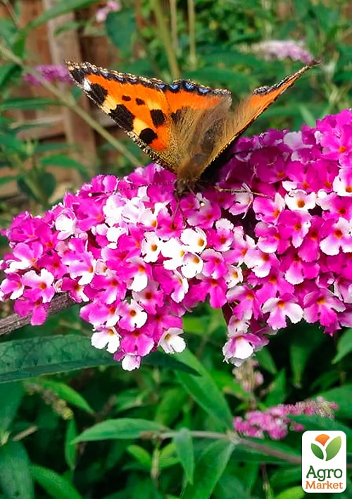 Буддлея Давида "Berries and Cream" - фото 5