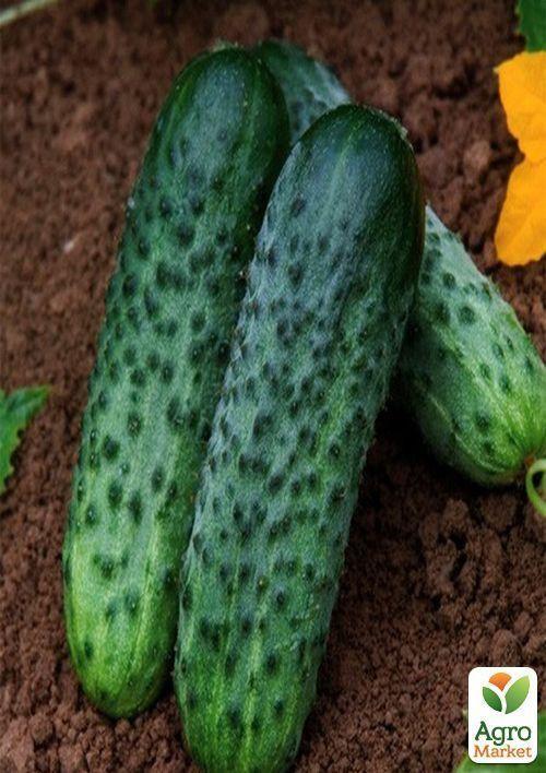Огурец "Карат F1" (Зипер) ТМ "Весна" 0.5г - фото 2