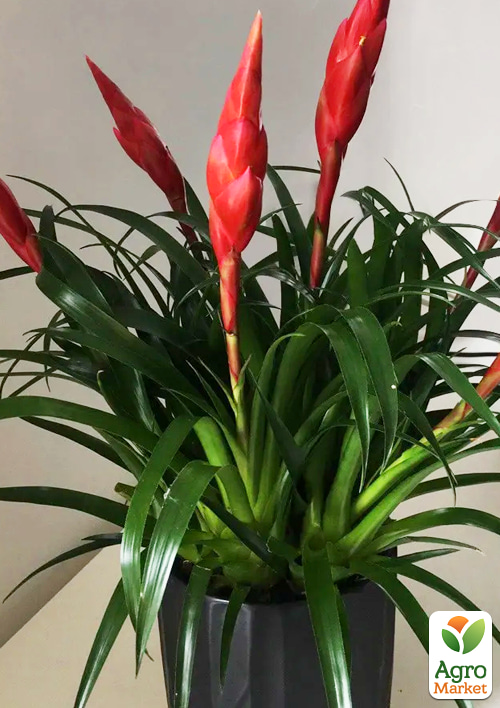 Вриезия "Multi Astrid" высота 35-45cм - фото 5