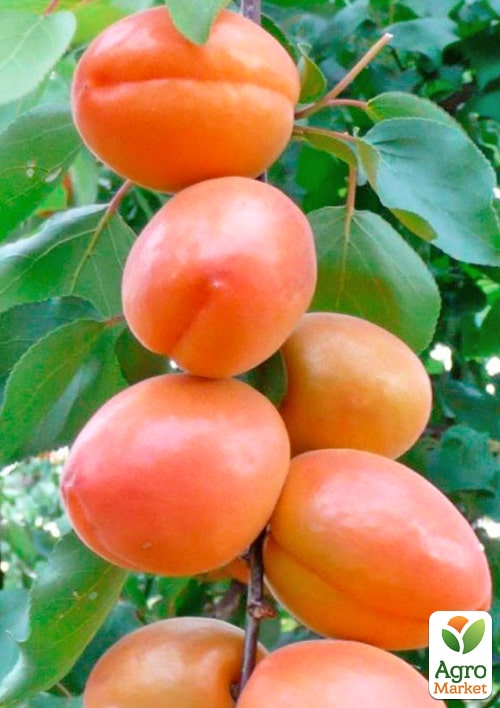 Абрикос "Леди Кот" (поздний срок созрвания) - фото 2