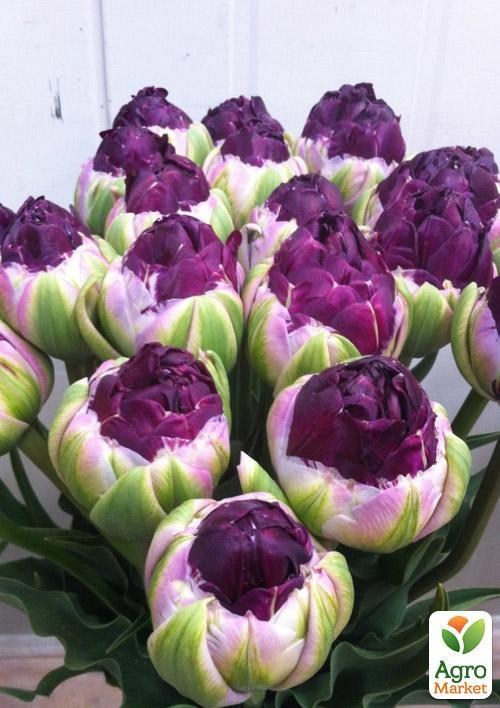 Тюльпан "Exquisit " 3шт в упаковке