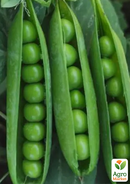 Горох "Легель" ТМ "Весна" 100г