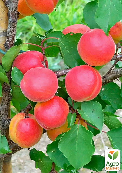 Абрикос "Конгат" (крупноплодный, поздний срок созрвания)