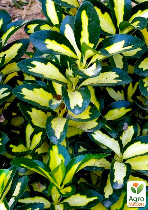 Бересклет Форчун "Sunspot" - фото 6