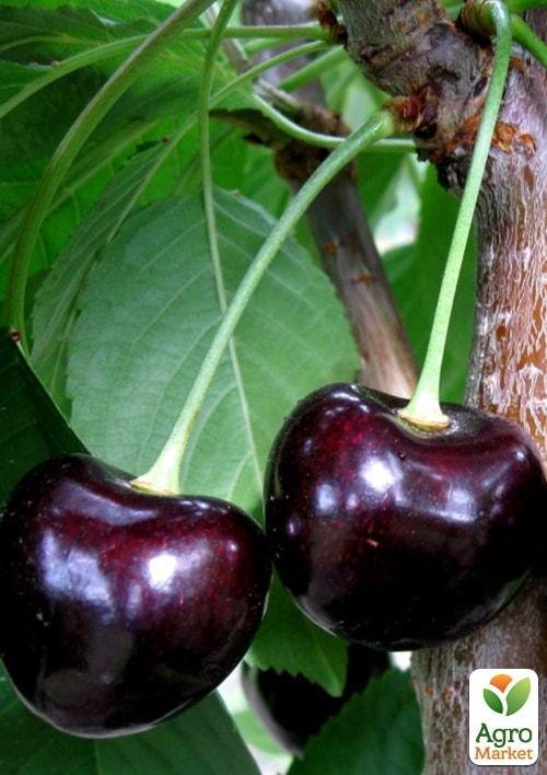 Черешня "Карина" (летний сорт, поздний срок созревания)