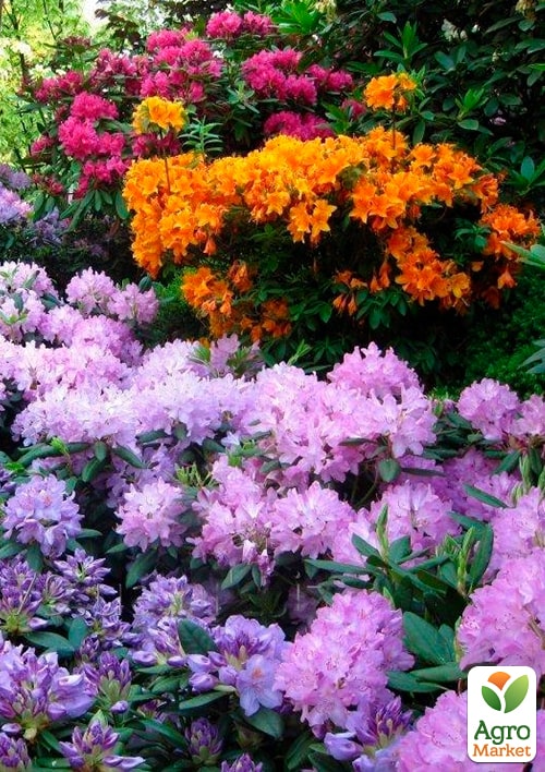 LMTD Рододендрон на штамбе 3-х летний "MIX" Уценка(40-60см) - фото 2